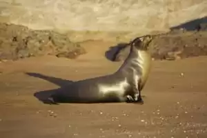 Miniature