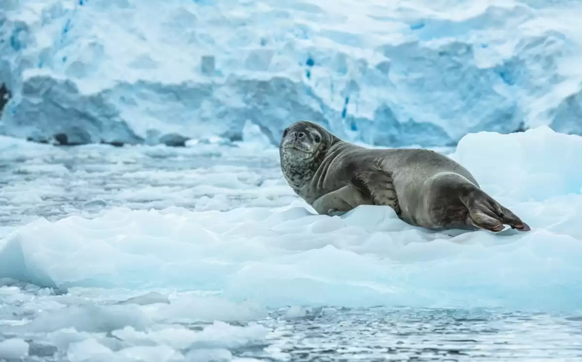 le Le Commandant Charcot :  cabine 0