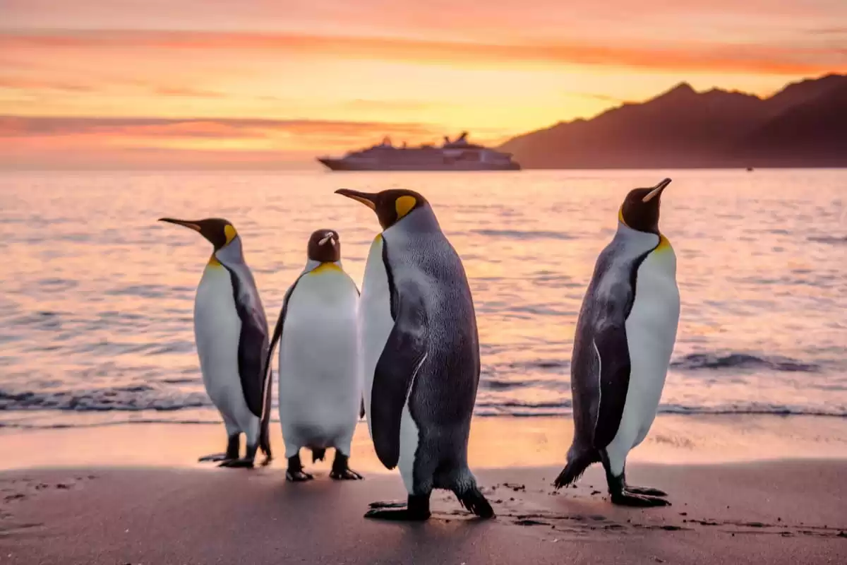 le Le Commandant Charcot :  cabine 4