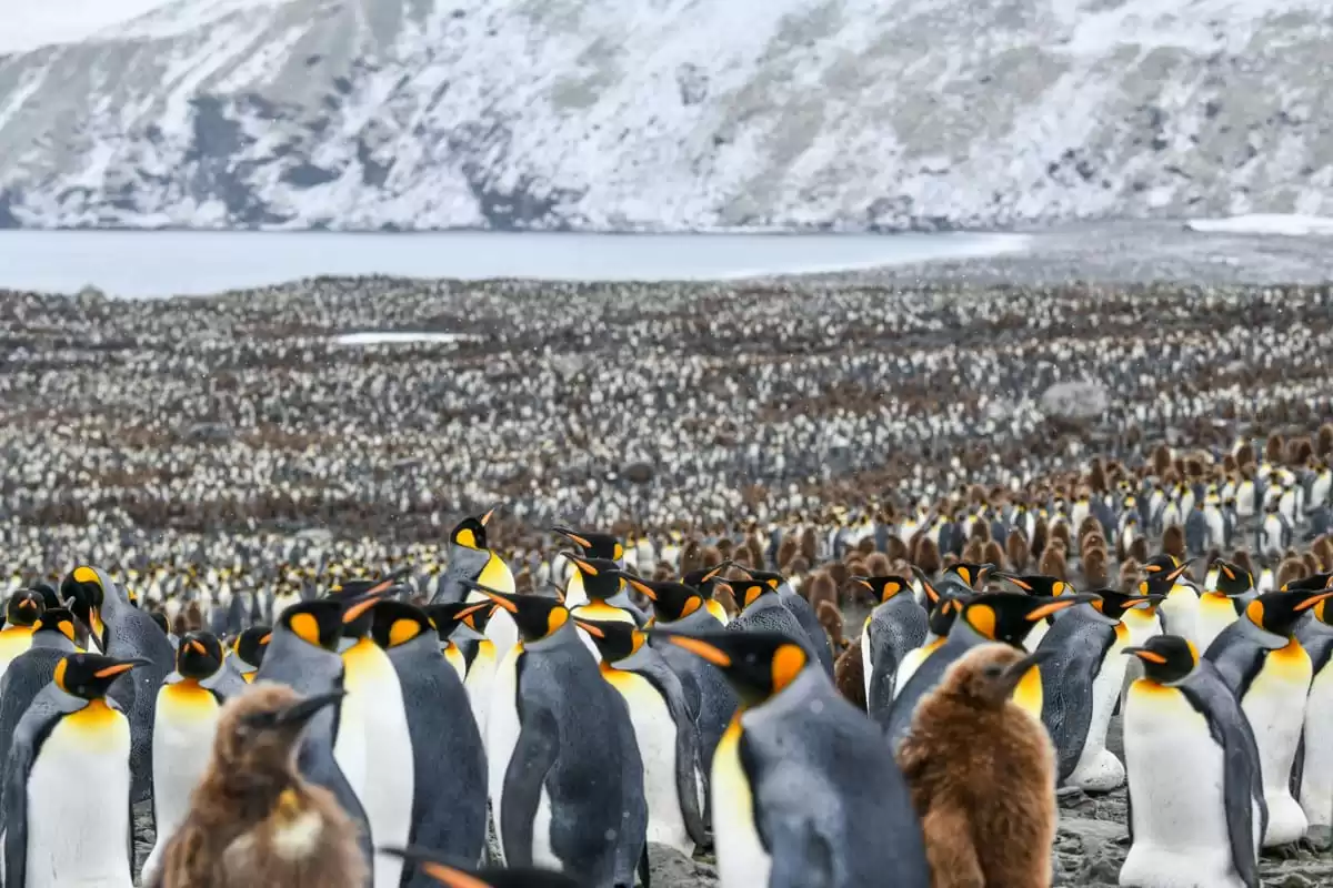 le Le Commandant Charcot :  cabine 13