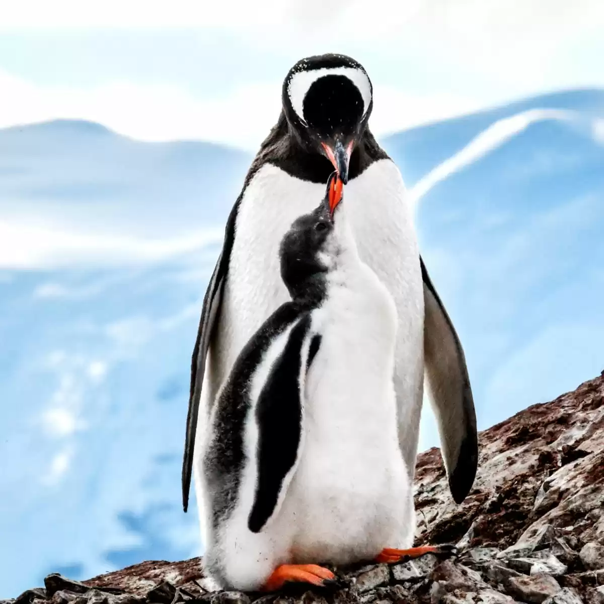 le Le Commandant Charcot :  cabine 16