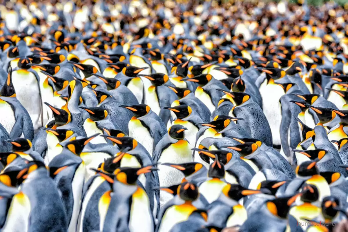 le Le Dumont d Urville :  cabine 30