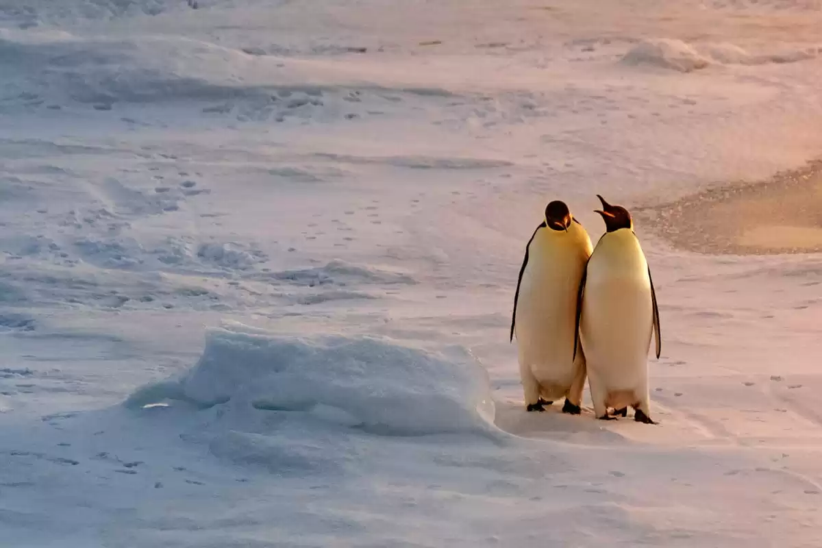 le Le Dumont d Urville :  cabine 31