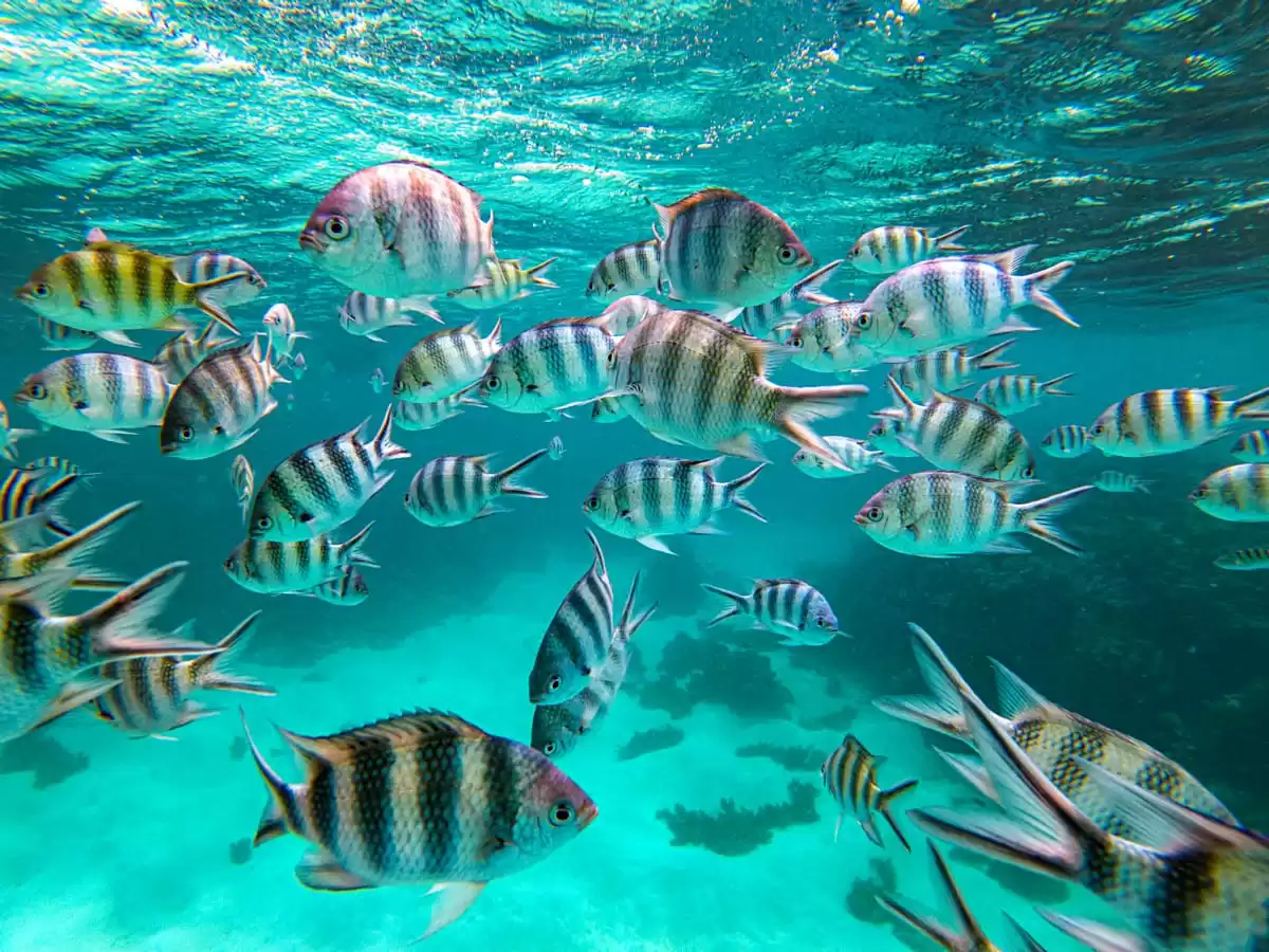 le Le Dumont d Urville :  cabine 35