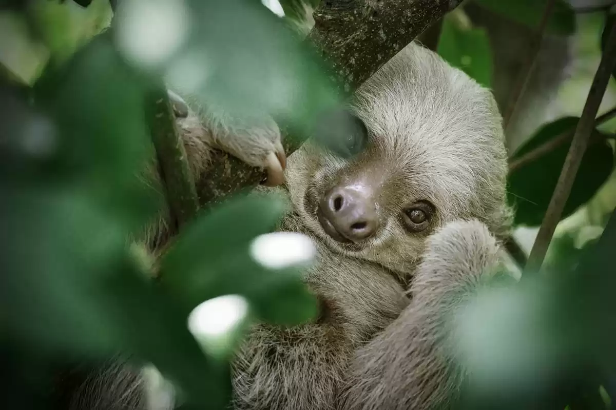 le Le Dumont d Urville :  cabine 36