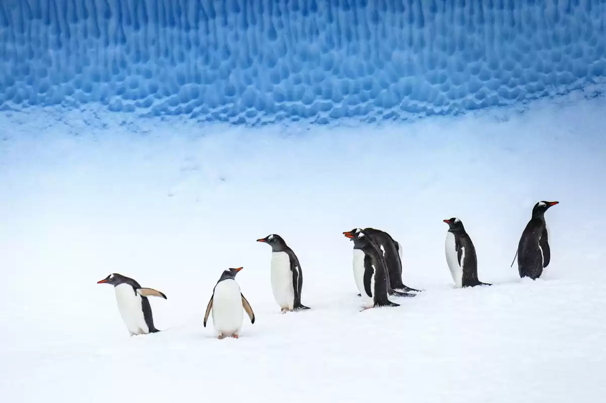 le Le Dumont d Urville :  cabine 37