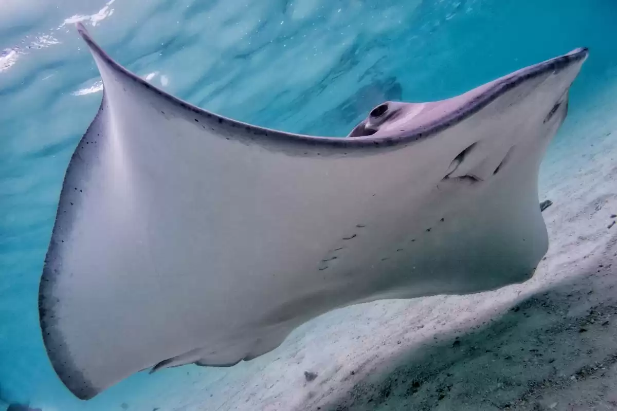 le Le Dumont d Urville :  cabine 42