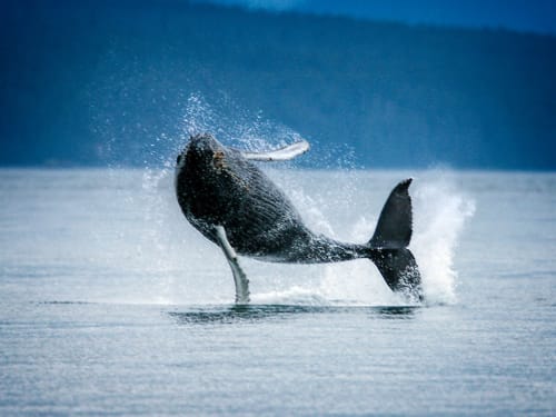 Alaska