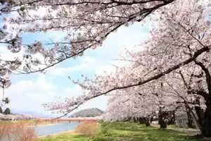 Akita